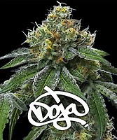 RS11 x Banana OG féminisé semences