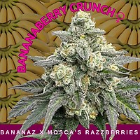 BananaBerry Crunch Féminisée Semences