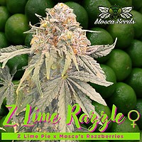 Z Lime Razzle Féminisée Semences