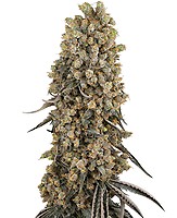 Atomic Blue Dream Féminisée Semences