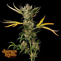 Banana Cough Régulier Graines