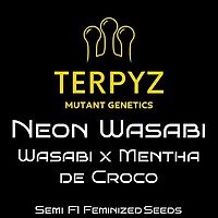 Neon Wasabi Féminisée Semences