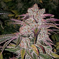 Purple Thai RBX1 Auto Féminisée Semences