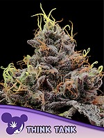 Think Tank Féminisée Semences