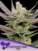 Glowberry Rush Auto Féminisée Graines