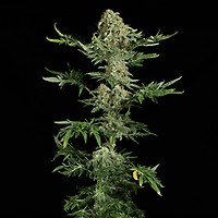 Freaky Ryder Auto Régulière Semences