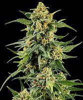 Skunk #1 Régulière Semences
