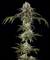 Durban Poison F1 Féminisée Semences