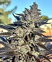 Mac 1 x Sour Diesel x Red Runtz Féminisée Semences - BULK x 100