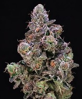 Gelato 41 x Sherbanger Féminisée Semences - BULK x 100