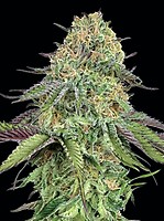 Lemon Cherry Gelato Auto Féminisée Semences