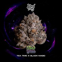 Tea Tree Féminisée Graines