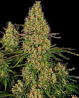 Sticky Orange XXL Auto Féminisée Graines