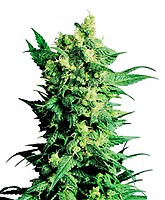 Shiva Shanti II Regular Seeds - 10