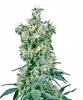 American Dream Regular Seeds - 10