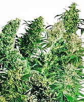 Indoor Mix Regular Seeds - 25