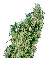First Lady Regular Seeds - 10