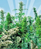 Outdoor Mix Regular Seeds - 25