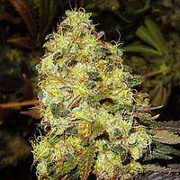 Ice Feminised Seeds - 5