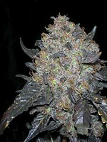 Black Water Feminised Seeds - 6