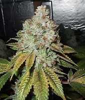 Larry OG Kush Feminised Seeds - 6