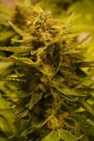 OG CBD Feminizowane Nasiona - 6