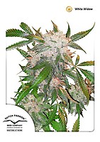 White Widow Zwykły Nasiona - 10