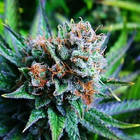 Blue Dream Feminised Seeds - 5