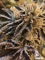 Corleone Kush Feminised Seeds - 6