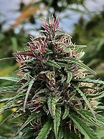 Boax-Hindu CBD Feminised Seeds - 6