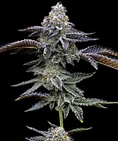 Blue Dream Auto Feminizowany Nasiona - BULK x 100