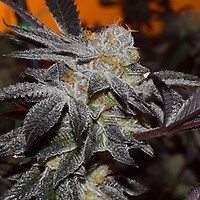 Cookies x Gorilla Auto Feminizowany Nasiona - BULK x 100
