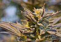 Cookies x Gorilla Feminizowany Nasiona - BULK x 100