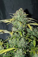 Amnesia Haze Feminised Seeds - BULK x 100