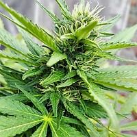 DMT Auto Feminizowany Nasiona - BULK x 100