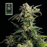White Widow Feminizowane Nasiona