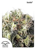 Snow Bud Feminizowane Nasiona