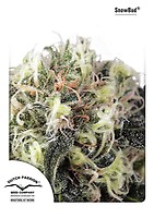 Snow Bud Feminizowany Nasiona