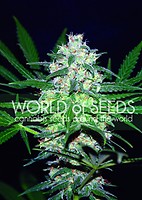Pakistan Valley Feminised Seeds
