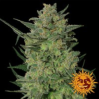 LSD Feminised Seeds