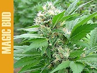 Magic Bud Feminised Seeds
