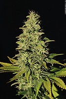 Jacky White Feminised Seeds