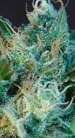 Gnomo Auto Feminised Seeds