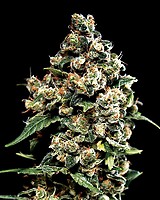 Jack Herer Feminizowane Nasiona