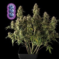 Blueberry Auto Feminizowany Nasiona