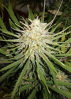 Cinderella 99 Feminised Seeds