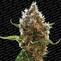 Lucid Bolt Feminised Seeds