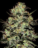 Moby Dick Feminised Seeds