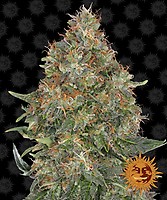 Pineapple Express Auto Feminizowane Nasiona