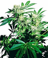 Skunk Kush Feminised Seeds